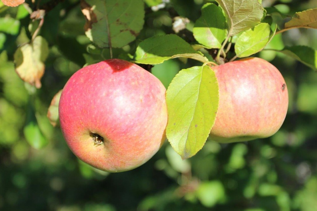 Modne epler er bevis på at sommeren er over. Men nå er disse fruktene forsvunnet fra bygdetunet.