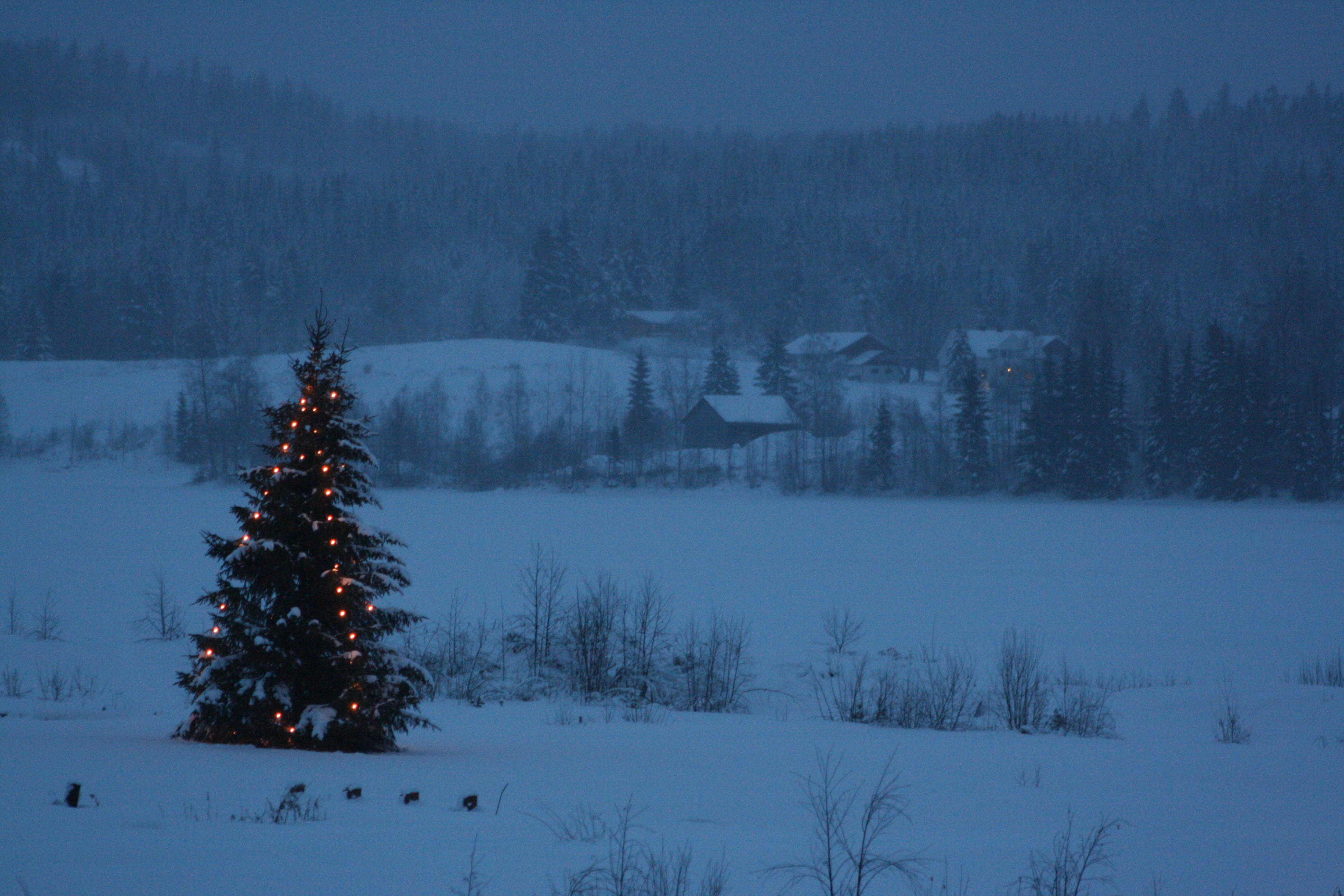 Julegran i Brustadvika