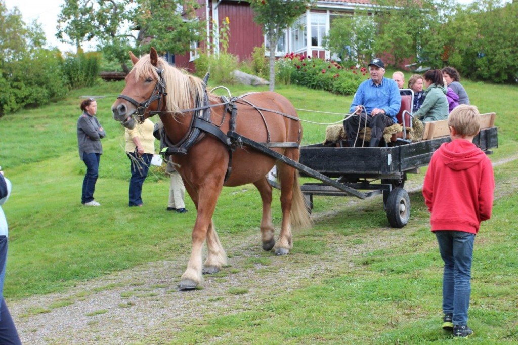 Hesten Raua  med eier Hans Dobloug var med på ”Før i væla” i år også, til stor glede for de mange som ville ta en tur med skyssen.