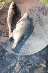 Det er mulighet til å steike selvfanget fisk på bålpanna.