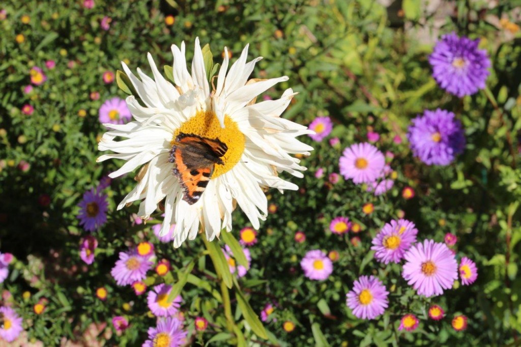 En sommerfugl tar farvel med en visnende blomst, men den lilla høstastersen nyter fortsatt sola.