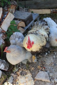 Den nye hanen i Eidskog Naturbarnehage er allerede godkjent av de tre hønene, men er fortsatt litt skeptisk til fremmede besøkende.